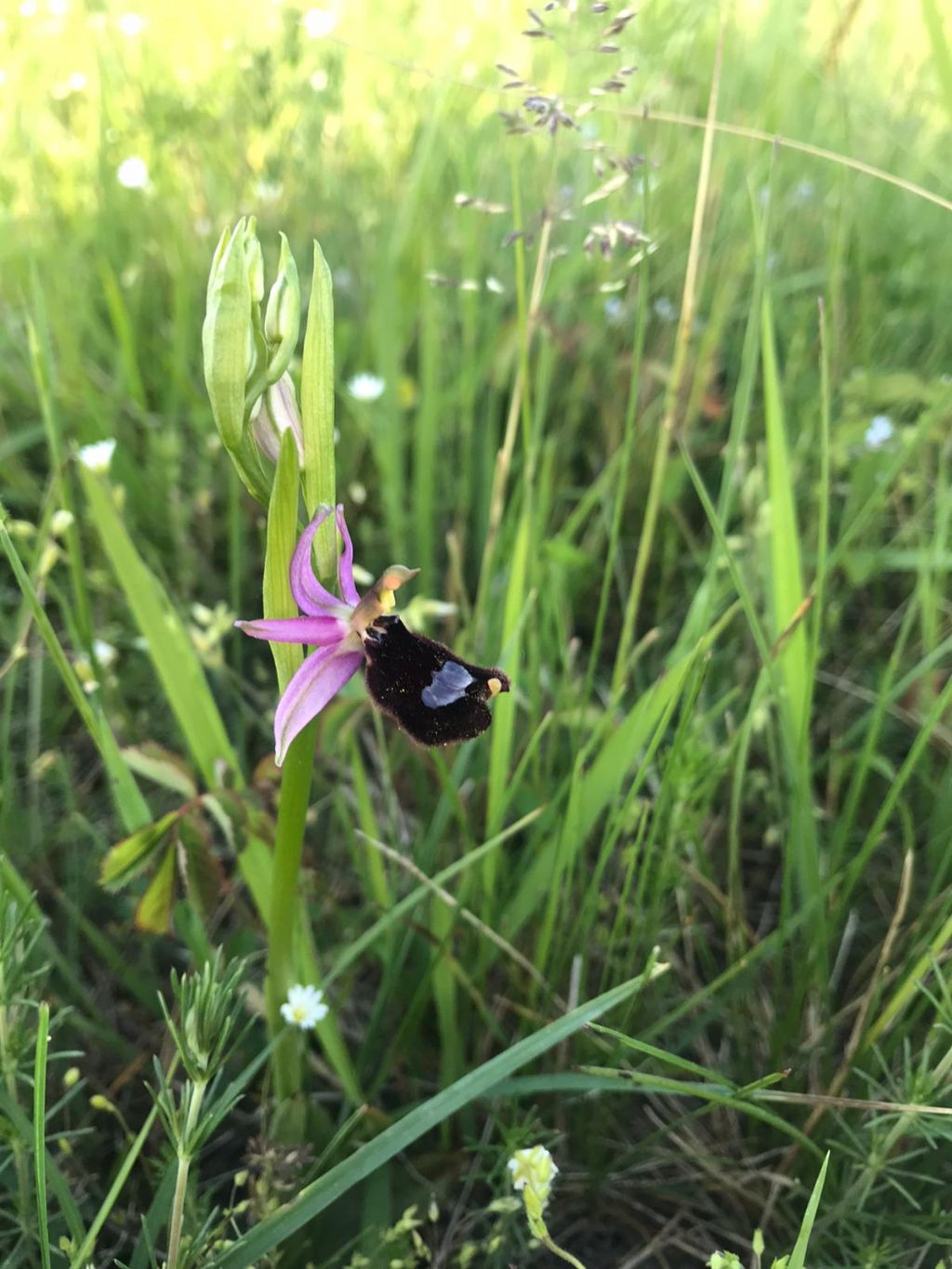 Ophrys bertolonii subsp. bertolonii